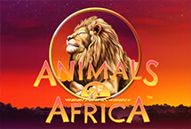 ANIMALS AFRICA